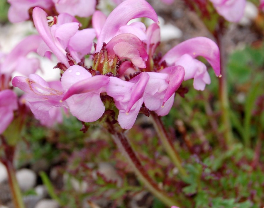 Fioriture magellensi